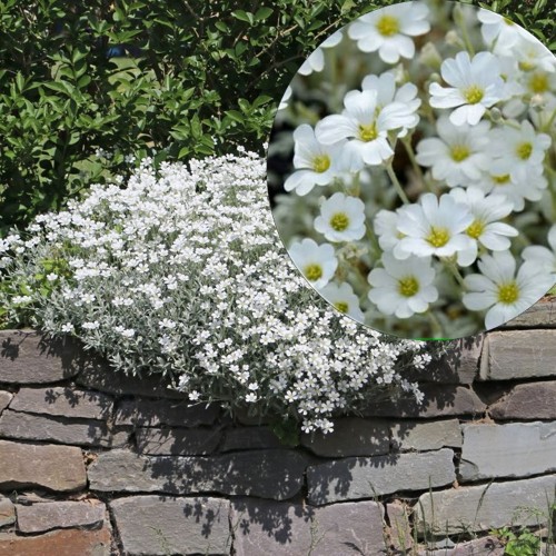 Cerastium tomentosum 'Silberteppich' - Karvane kadakkaer 'Silberteppich' P9/0,55L